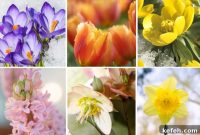14 Spring Flowers and Perennials That Bloom Early in the Season