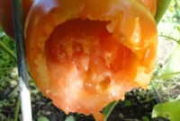 Growing Tomatoes in Houston: Tips for Gardeners Battling Birds