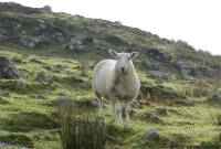 Dairy Sheep Farming: Key Research Insights and Practical Details