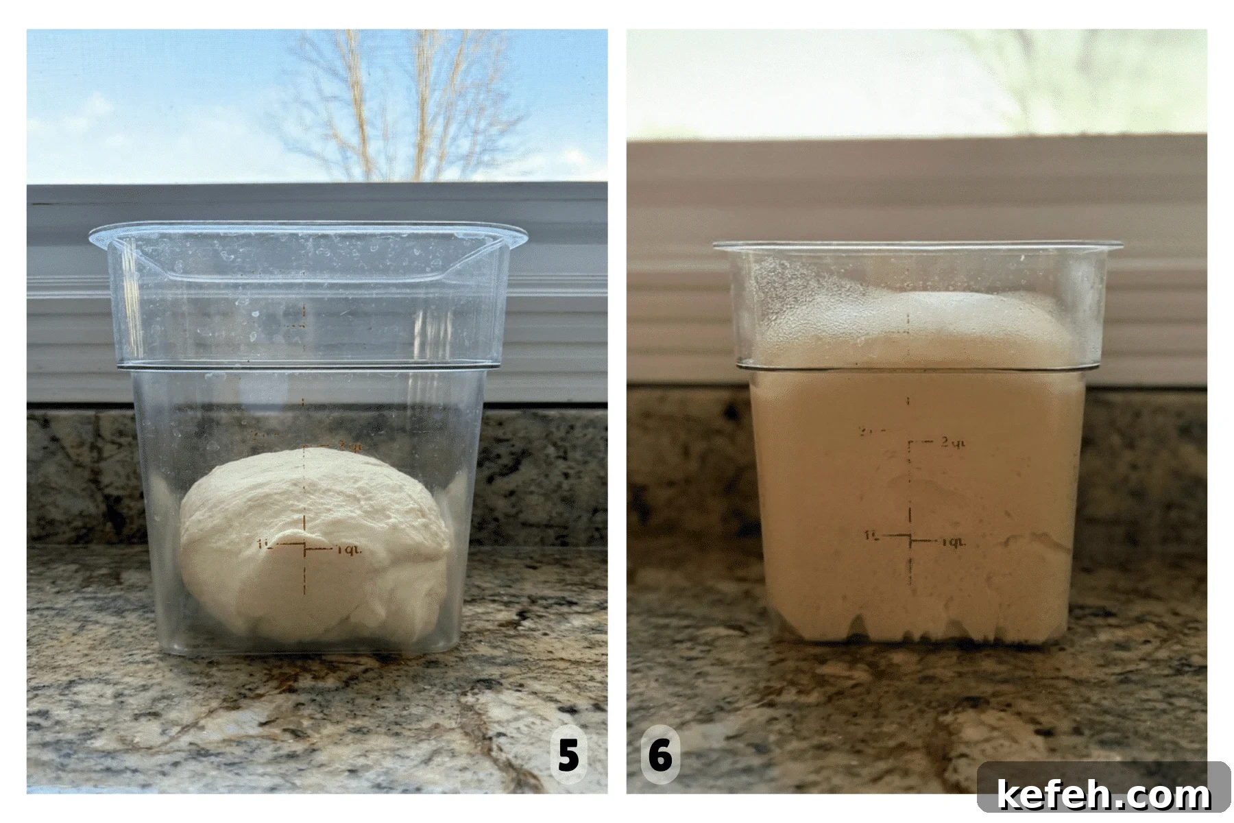Sourdough King Cake Recipe: How to Make Festive Mardi Gras Bread 6 Dough rises during the bulk fermentation period until doubled in size.