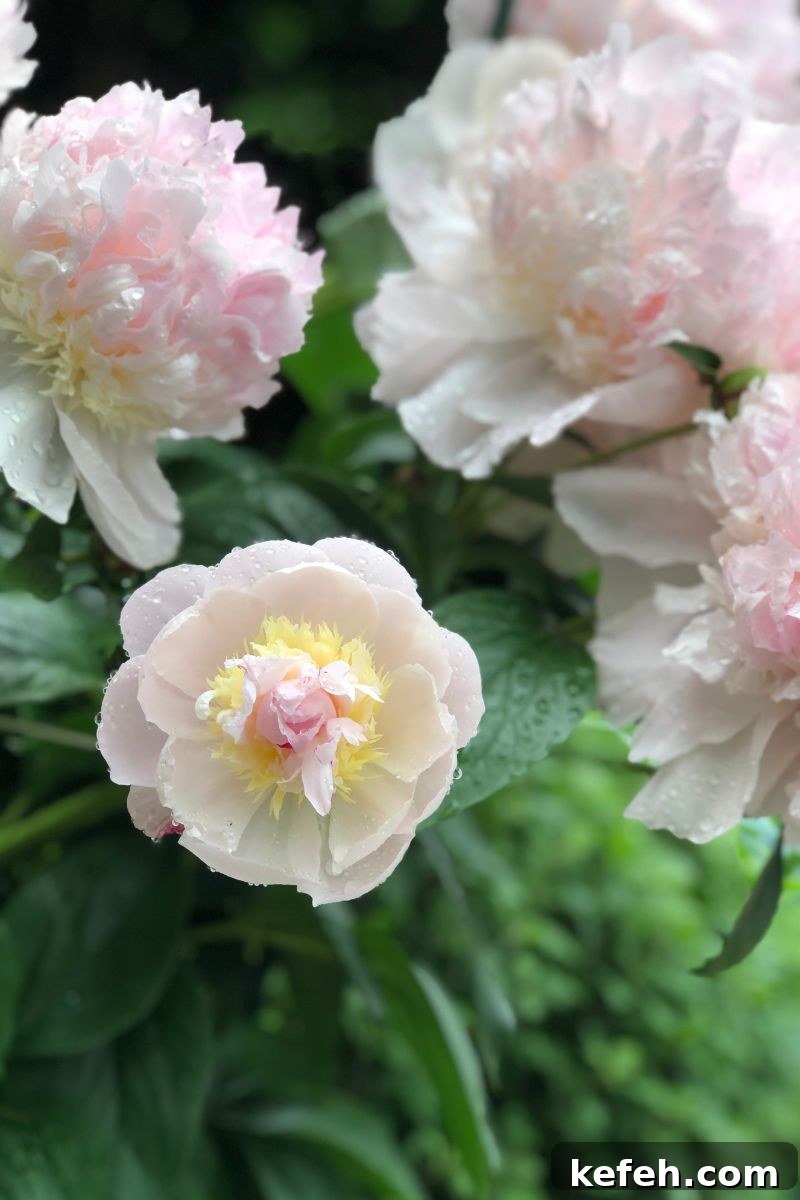 14 Spring Flowers and Perennials That Bloom Early in the Season 12 peony spring flower