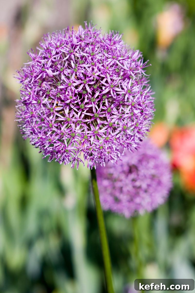 14 Spring Flowers and Perennials That Bloom Early in the Season 14 allium flowers