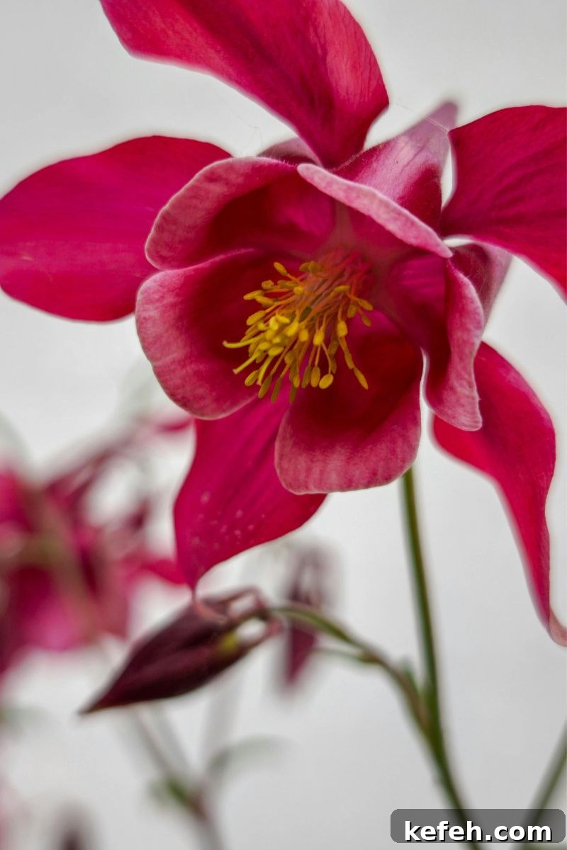 14 Spring Flowers and Perennials That Bloom Early in the Season 15 columbine flower