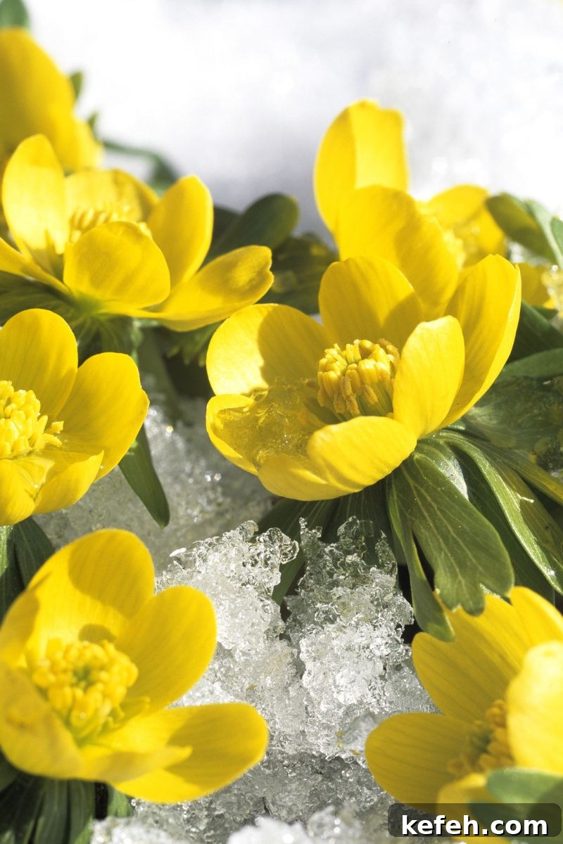 14 Spring Flowers and Perennials That Bloom Early in the Season 4 winter aconite flower