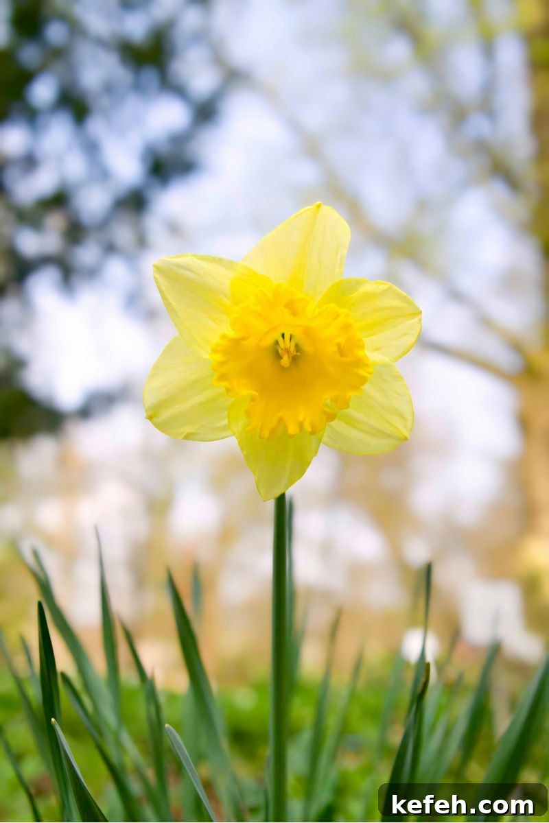 14 Spring Flowers and Perennials That Bloom Early in the Season 6 daffodil spring garden flower