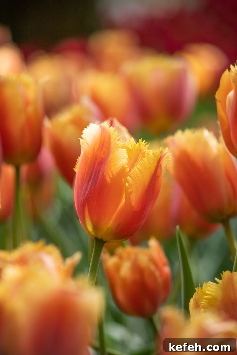 14 Spring Flowers and Perennials That Bloom Early in the Season 7 tulip bulb spring gardening perennial