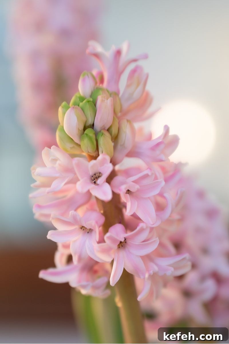 14 Spring Flowers and Perennials That Bloom Early in the Season 8 hyacinth spring flower garden