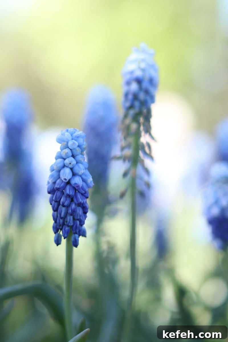 14 Spring Flowers and Perennials That Bloom Early in the Season 9 grape hyacinth flower