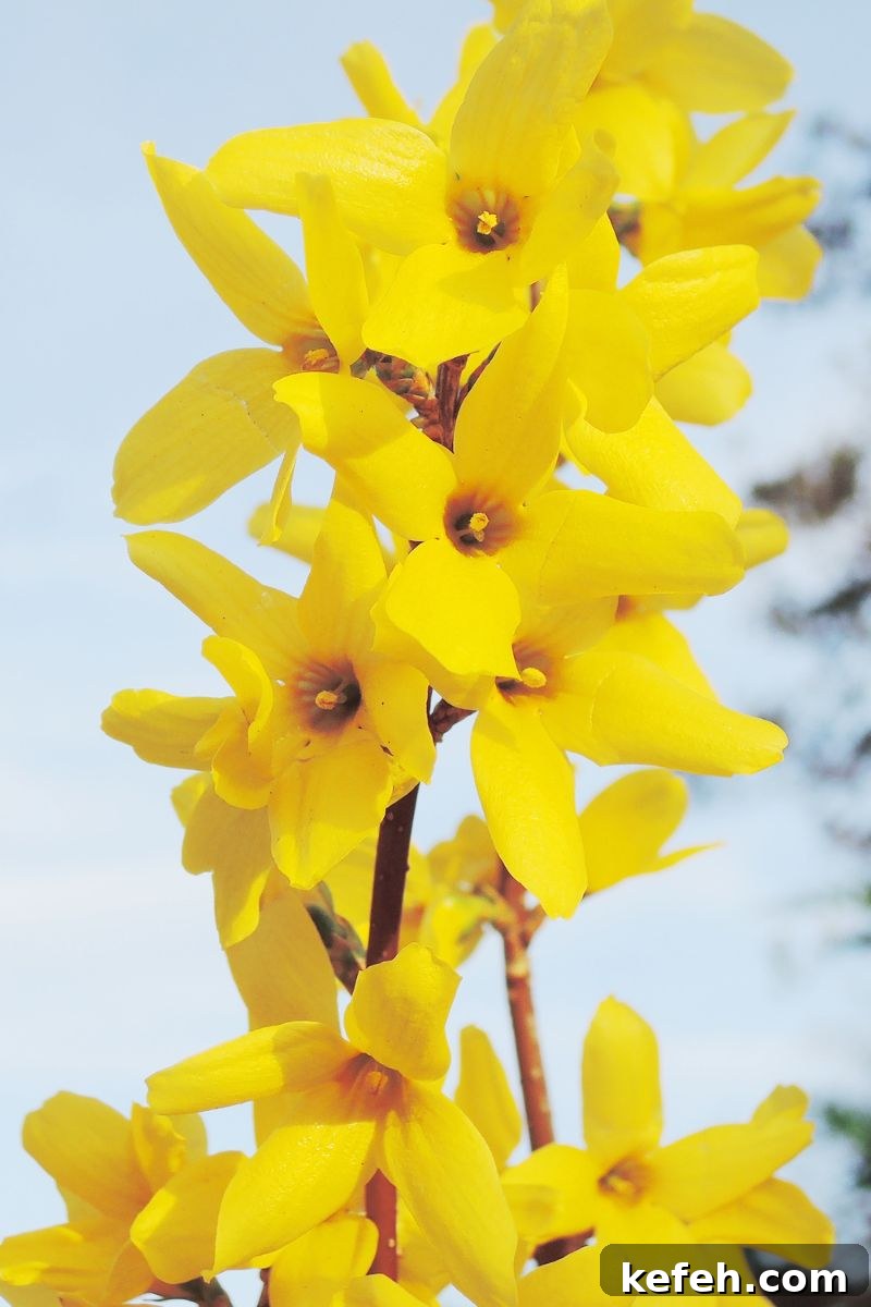14 Spring Flowers and Perennials That Bloom Early in the Season 10 yellow spring flowers and perennials