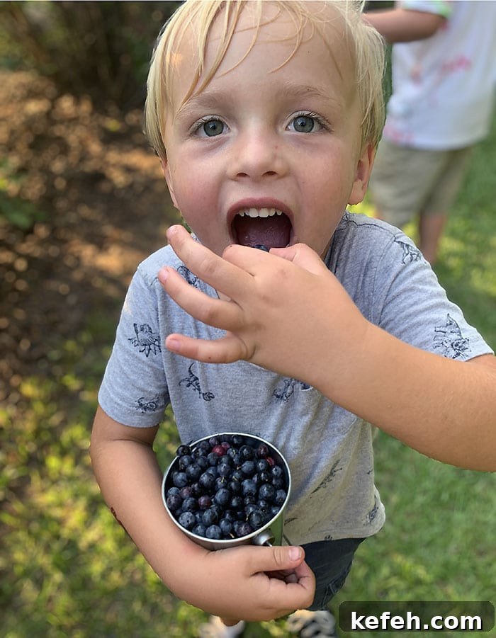 Little boy putting a fresh blueberry into his mouth.