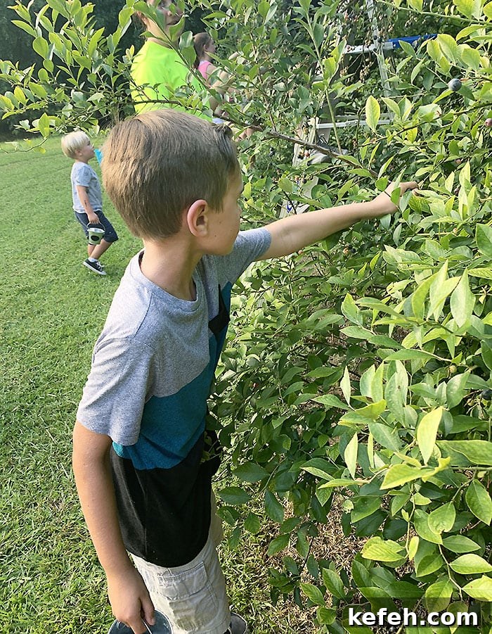 Boy reaching into a blueberry bush to pick fresh blueberries.