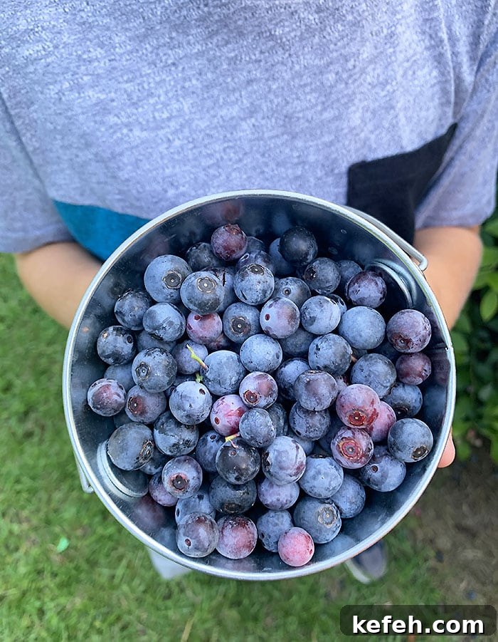 Child holding a bucket of freshly picked blueberries.