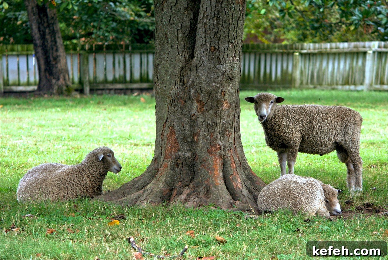 Dairy Sheep Farming: Key Research Insights and Practical Details 5 Researching Dairy Sheep