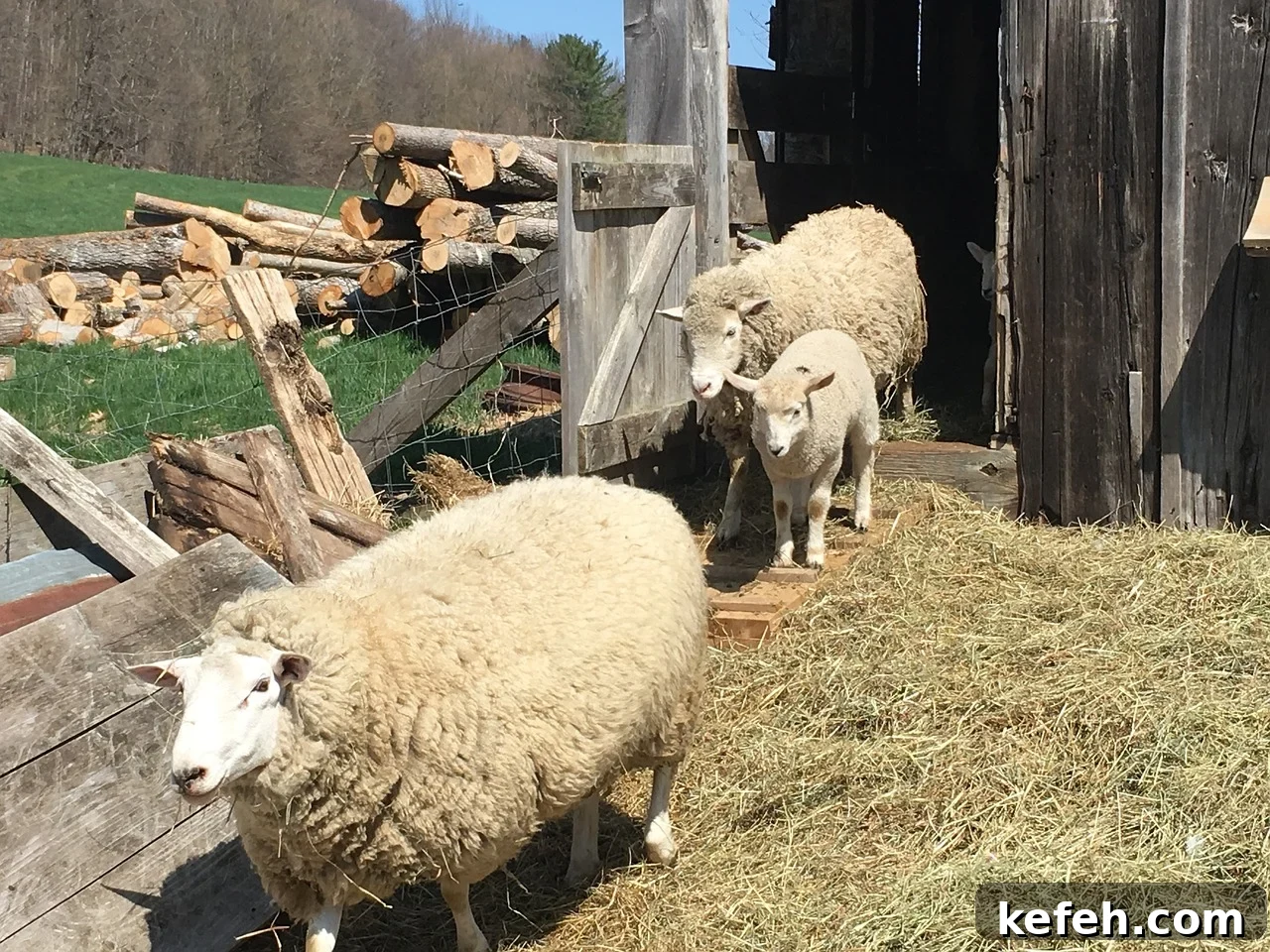 Dairy Sheep Farming: Key Research Insights and Practical Details 7 Researching Dairy Sheep